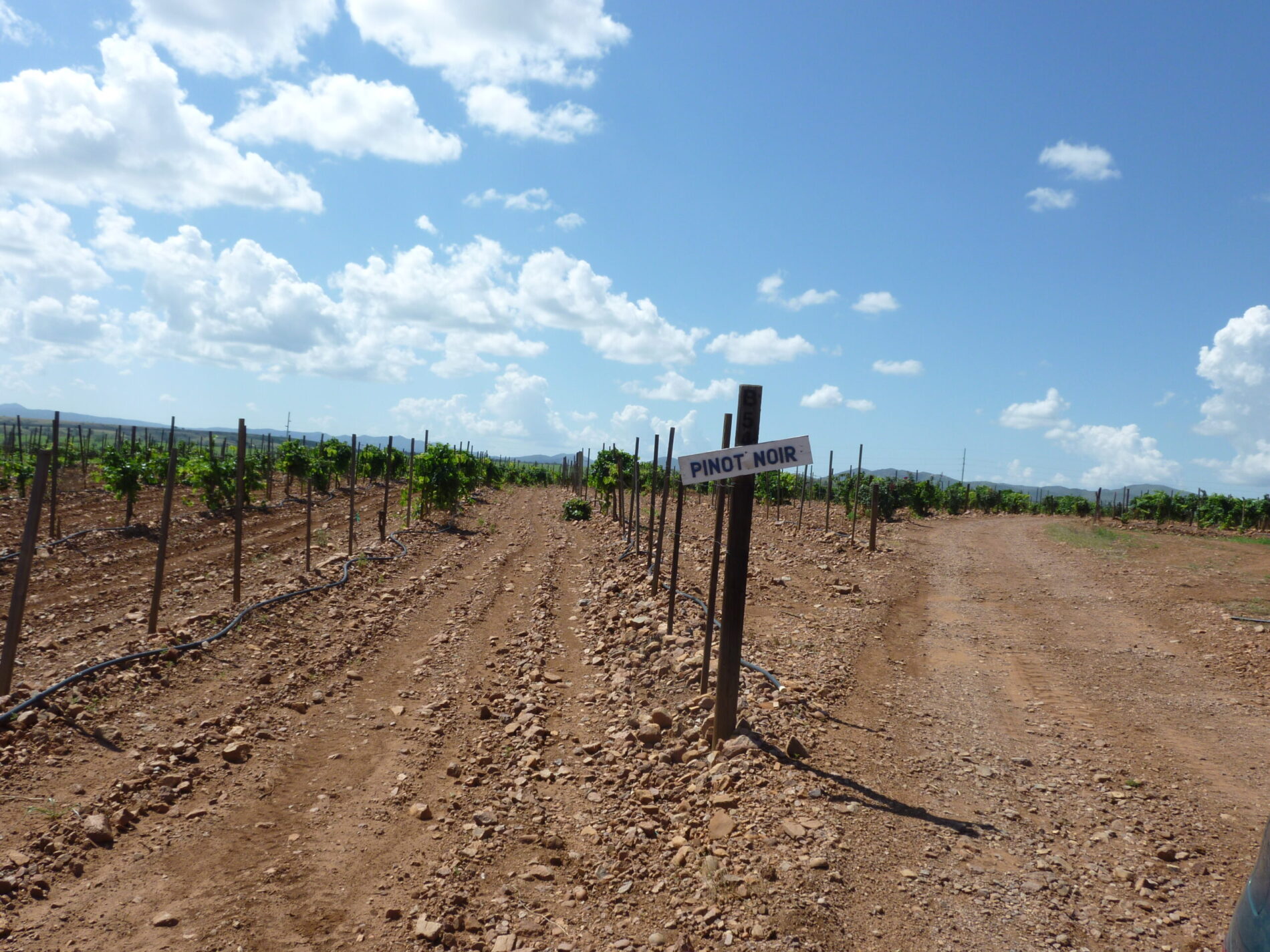 A row of Pinot Noir at Sonoita Vineyards